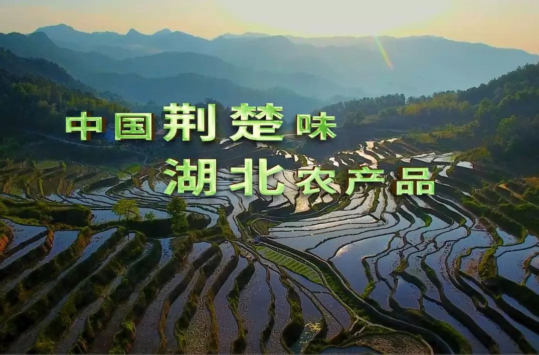 视频 | 潜江龙虾亮相央视！连续播出4个月...