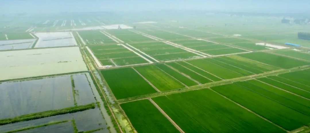 助力小龙虾产业升级：湖北潜江市、荆州区等县域与网商银行联合支持乡村振兴带头人